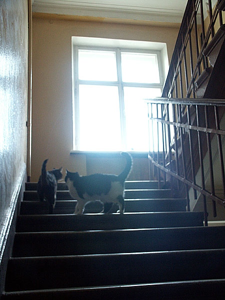 еще раз лестница с кошками