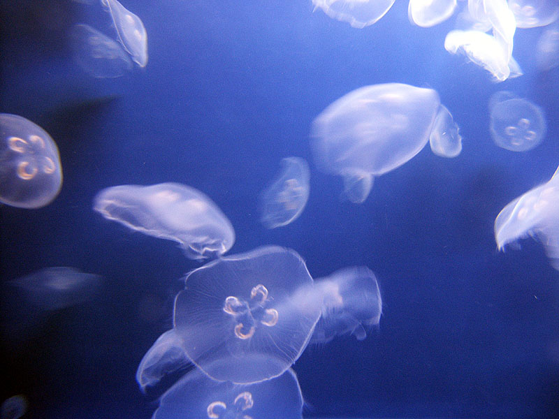еще медузы