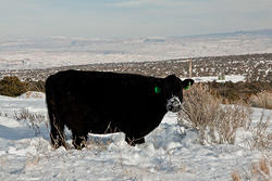 usa-dec10-moab-197.jpg