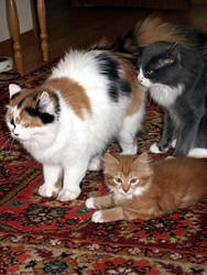 кротовские кошки с котятами
