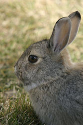портрет кролика в профиль