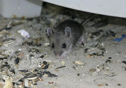 маленькая Peromyscus maniculatus (белоногий хомячок, или deer mouse)