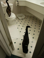 кошки в ванной