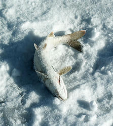 свежепойманая рыбка на снегу.