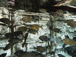 денверский аквариум