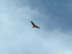 краснохвостый канюк (red-tailed hawk, buteo jamaicensis)
