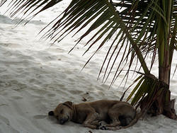 еще одна собака под пальмой
