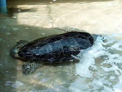 одна из черепах в бассейне резервационном