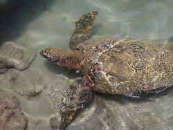 черепаха почти на свободе - в зоне для скрещивания