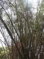 заросли бамбука