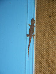 геккон на стенке домика