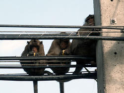 обезьянки на проводах. самое удивительно, что это не зоопарк а простая дорога