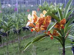 орхидея, похожая на лилию