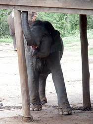 maetang_elefants01