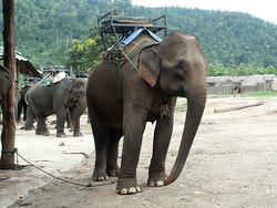 maetang_elefants11