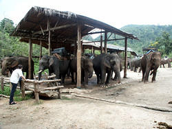 maetang_elefants12