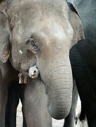 maetang_elefants15