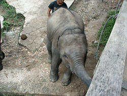 maetang_elefants18