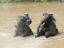 maetang_elefants25