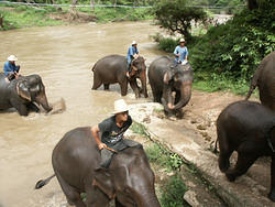 maetang_elefants34