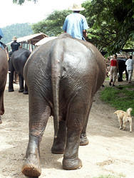 maetang_elefants37