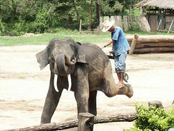 maetang_elefants39