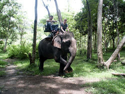 maetang_elefants52