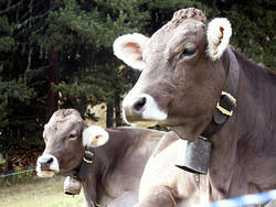 горные коровы с мохнатыми ушами