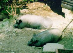 дикие мексиканские свиньи дpыхнут в зоопаpке
