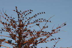 а теперь птицы на дереве