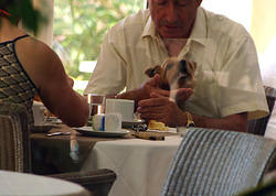 корсиканцы кормят собачек прямо за столом. завтрак в отеле