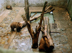 Медведи во рву вокруг крумловской крепости