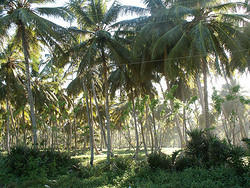 пальмовый лес недалеко от nagua, на северной части острова. около океана