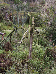 кактус одного из видов - больше всего поход на обломок дерева.