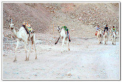 camels1