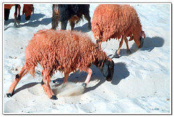 red_sheeps
