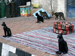 кошки на старом рынке шарма