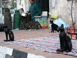 кошки на старом рынке шарма