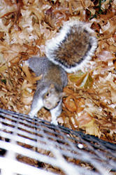 squirell1
