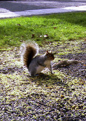 squirell2